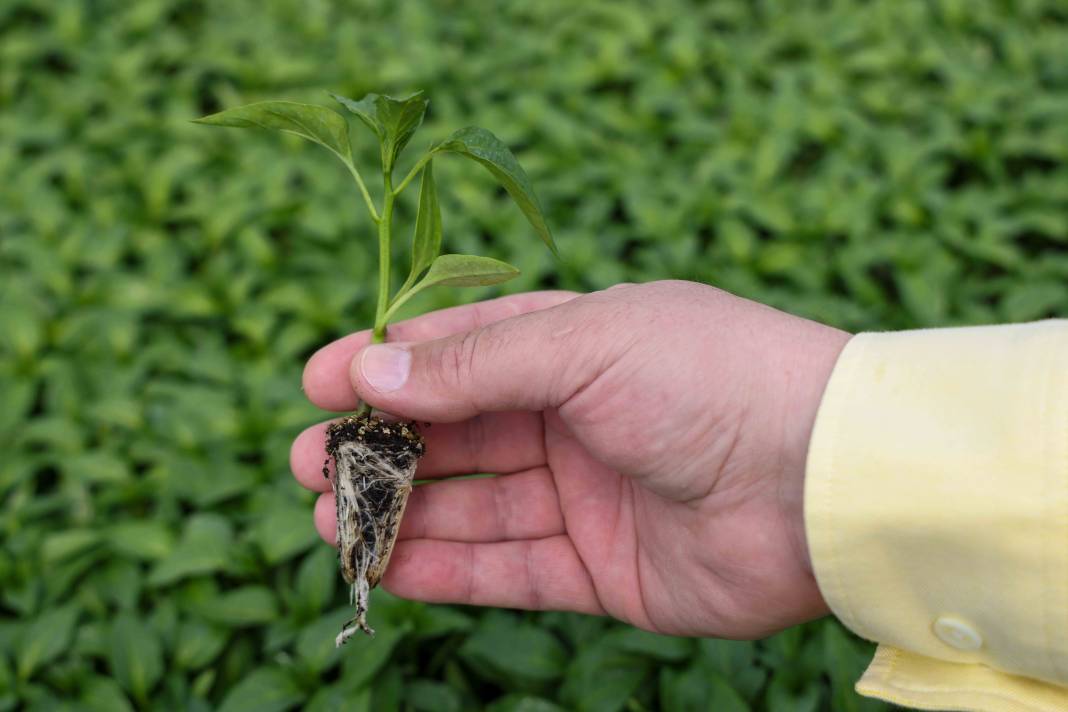 Konya’nın fidesini Meram yetiştiriyor! Satışlar başladı 11